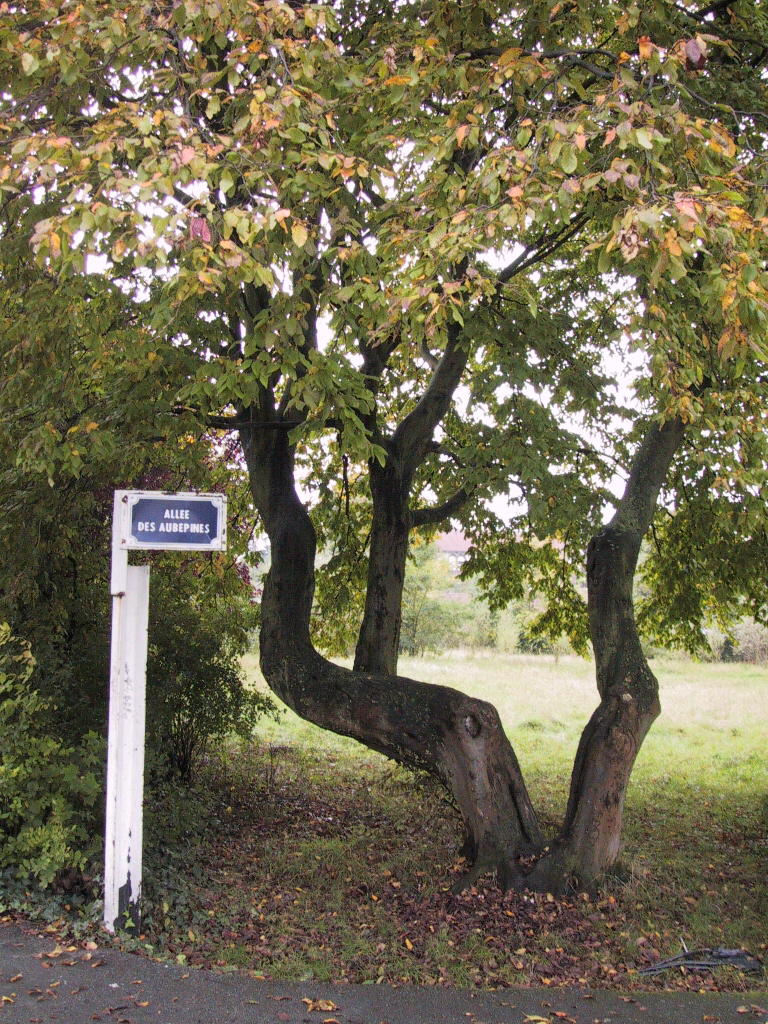 Allée des Aubépines